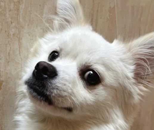 万盈配资 你的狗狗真的幸福吗？11个养狗小知识