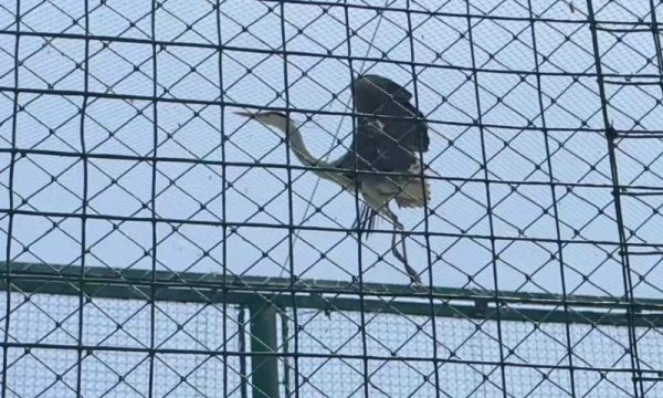 泓利财富 延庆自然保护地救助一苍鹭 今年以来已救助60余只野生动物